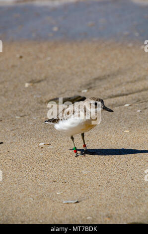 Neuseeland Dotterel, Shakespear Regional Park, North Island, Neuseeland Stockfoto