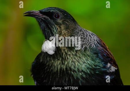 Tui, Tiritiri Matangi Island, Neuseeland Stockfoto