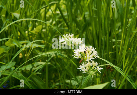 Blumen der Bärlauch im Gras an einem strahlenden Frühlingstag Stockfoto