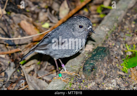 Noth Insel Robin, Titritiri Matangi Island, New Zeland Stockfoto