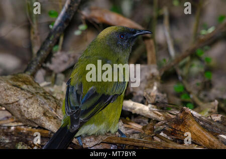 Neuseeland, Bellbird, Stockfoto