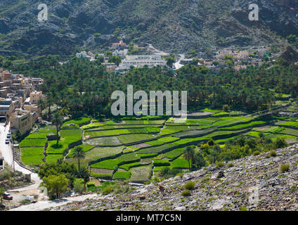 Dorf mit üppigen grünen bewässerten Terrassen, Al Hajar Berge, Bilad Sayt, Oman Stockfoto