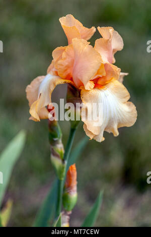 Große bärtige Iris, „Aphrodisiakum“, orangefarbene Irisblume Stockfoto