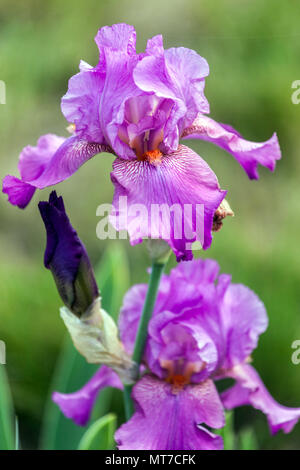 Lila Rosa Bärtige Iris Blume Porträt Iris 'Himbeerrippen' große Blüten Rosa Iris grüner Hintergrund Schönheit barbata Iris einzelnes lebendiges Porträt Stockfoto