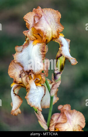 Tall bearded Iris' Heather Hawk", bärtigen Iris Stockfoto