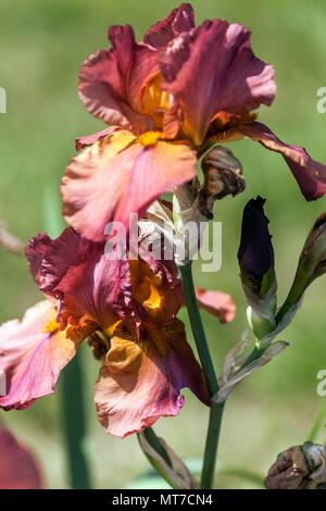 Hohe bärtige Irisblume „Gracie Pfost“ Rote kupferfarbene Rosenblume Stockfoto