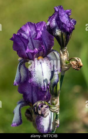 Große bärtige Iris blau violette Blume „Einhorn“ Stockfoto