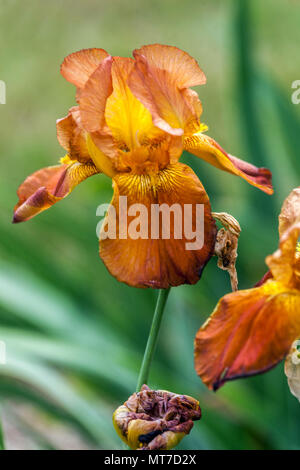 Große bärtige Iris Blume Iris „Sunset Blaze“ Orange Iris Blume Porträt große bärtige Iris Blume im Garten Stockfoto
