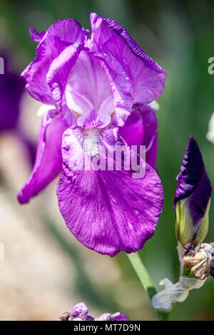 Große, bärtige Iris, violette Blume, „Rapsodie“ Stockfoto