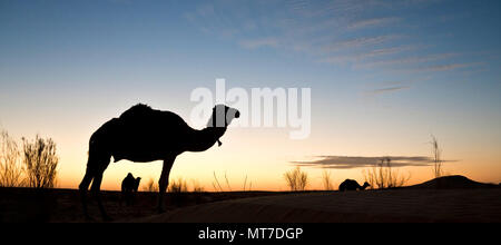 Silhouette eines Kamels bei Sonnenuntergang in der Wüste der Sahara, Südafrika Tunesien Stockfoto
