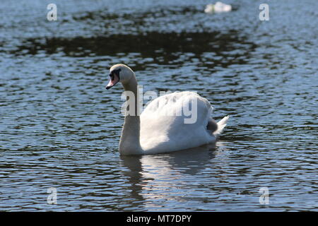 Ein Foto von einem Schwan in Queens Park, Glasgow, für eine exzellente Gelegenheit Fotos sehen Sie ein Baby Schwan (Shaker) auf dem Rücken. Stockfoto