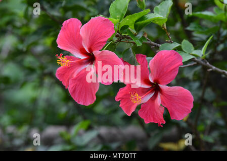 In der Nähe von zwei schöne rosa Hibiskus Blüten Stockfoto