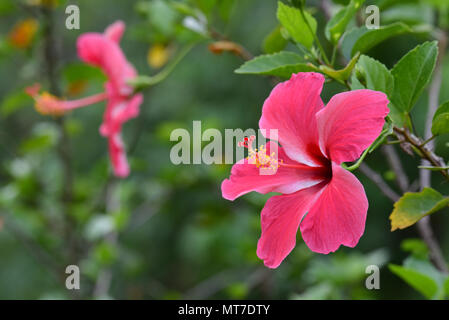 In der Nähe von zwei schöne rosa Hibiskus Blüten Stockfoto