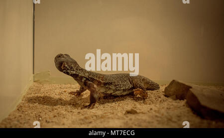 Marokkanische Uromastyx nigriventris / DABB Stockfoto