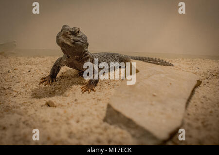 Marokkanische Uromastyx nigriventris / DABB Stockfoto