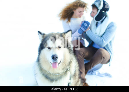 Close up süße Schnauze von Husky mit dem küssen paar im Winter Hintergrund. Konzept der Haustiere und Wandern mit Hunden. Stockfoto