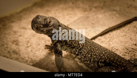 Marokkanische Uromastyx nigriventris / DABB Stockfoto