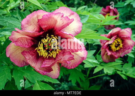 Baum Pfingstrose Paeonia Lutea Hybrid Paeonia „Gauguin“ Stockfoto