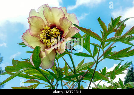 Baum Pfingstrose Lutea Hybrid Paeonia „Frühlingskarneval“ Pfingstrosen Stockfoto