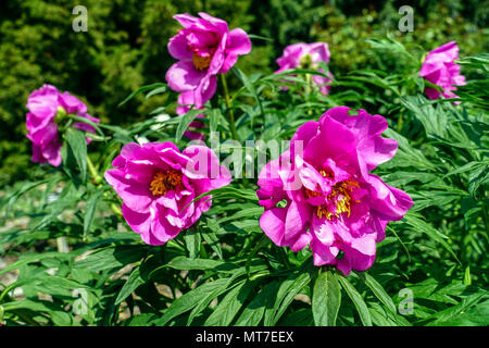 Paeonia anomala, Pfingstrose, Peonia Stockfoto