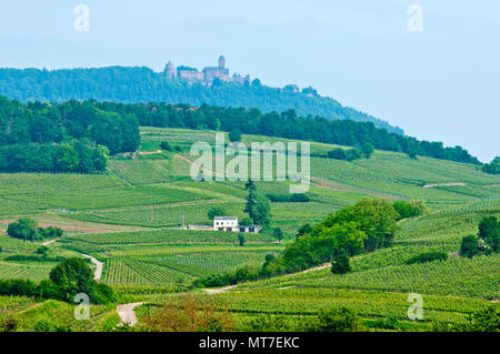 Weinberge und die Landschaft in der Nähe von Château du Haut-koenigsbourg, Elsass, Frankreich Stockfoto