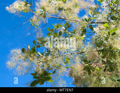 Rauch Baum im Park Stockfoto