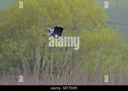 Graureiher im Flug Nestbau lateinischen Namen Ardea cinerea in den Sümpfen in Colfiorito Umbrien Italien Stockfoto
