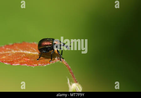 Eine hübsche Blatt rolling Rüsselkäfer (Byctiscus populi) auf ein Blatt. Stockfoto