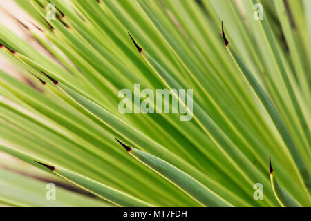 Agave stricta langen dünnen Blättern, selektiver Fokus, grüne Einfärbung, abstrakte Wirkung Stockfoto