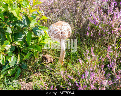 Fruchtkörper von jungen Sonnenschirm Pilz, Macrolepiota procera, mit sphärischen Gap zwischen lila Heidekraut, Gras- und Strauchschere im August, Niederlande Stockfoto