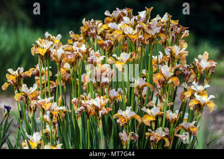 Iris sibirica „Ginger Twist“ blühende Blüten weiß kupferbraun, ungewöhnliche Sorte für feuchte Moore geeignet krautige, ausdauernde Klumpenbildung Stockfoto