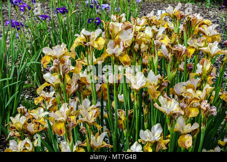 Sibirische Iris sibirica 'Ginger Twist' Stockfoto