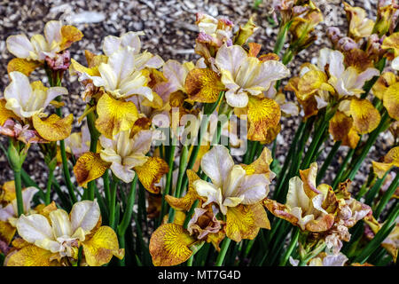 Iris pumila 'Ginger Twist", sibirische Iris Stockfoto