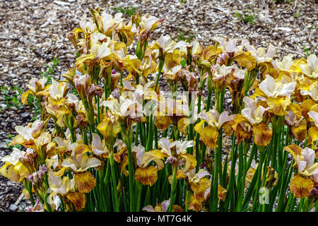 Iris pumila 'Ginger Twist", sibirische Iris Stockfoto