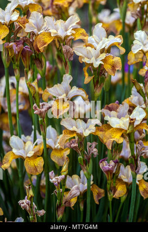 Iris pumila 'Ginger Twist", sibirische Iris Stockfoto