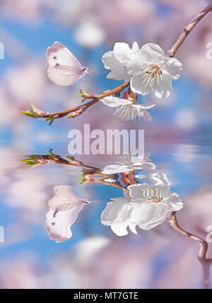 Schönen weißen Schmetterling und Zweig der blühenden Kirschbaum im Frühjahr auf blau und rosa Hintergrund mit Reflexion in einer Wasseroberfläche. E Stockfoto
