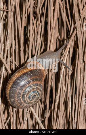 Helix aspersa, Cornu aspersum, Garten Schnecke, trockene Kiefer Blätter Stockfoto