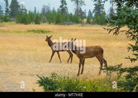 Ein paar der weiblichen Elch, Cervus canadensis, suchen nach Nahrung am Rande einer getrockneten Feld in Jasper National Park, Alberta, Kanada. Stockfoto