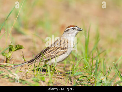 Ein chipping Sparrow, Spizella Passerina, für Nesting Material in einem Naturschutzgebiet im Zentrum von Alberta, Kanada. Stockfoto