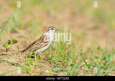 Ein chipping Sparrow, Spizella Passerina, für Nesting Material in einem Naturschutzgebiet im Zentrum von Alberta, Kanada. Stockfoto