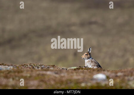 Berg hase Lepus timidus, an einem Berghang im Mai an einem heißen dunstige Tag im Cairngorms Nationalpark, Schottland. Stockfoto