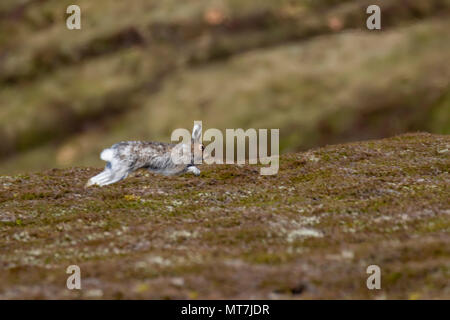 Berg hase Lepus timidus, an einem Berghang im Mai an einem heißen dunstige Tag im Cairngorms Nationalpark, Schottland. Stockfoto