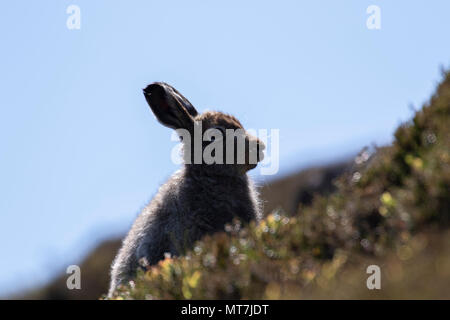 Berg hase Lepus timidus, an einem Berghang im Mai an einem heißen dunstige Tag im Cairngorms Nationalpark, Schottland. Stockfoto