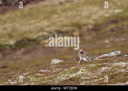 Berg hase Lepus timidus, an einem Berghang im Mai an einem heißen dunstige Tag im Cairngorms Nationalpark, Schottland. Stockfoto