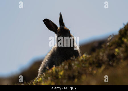 Berg hase Lepus timidus, an einem Berghang im Mai an einem heißen dunstige Tag im Cairngorms Nationalpark, Schottland. Stockfoto