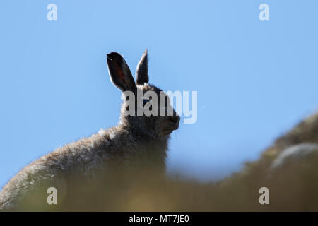 Berg hase Lepus timidus, an einem Berghang im Mai an einem heißen dunstige Tag im Cairngorms Nationalpark, Schottland. Stockfoto