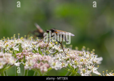 Räuber fliegen, empis tesselata Fütterung auf Kuh Petersilie Blütenköpfe für Nektar an einem sonnigen Tag, Schottland. Stockfoto