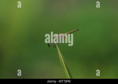 Die Natur von ihrer schönsten Moment Stockfoto