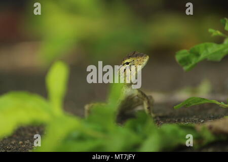 Die Natur von ihrer schönsten Moment Stockfoto