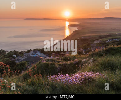 Meer Pinks bei Sonnenuntergang. Meer pinks aka Sparsamkeit, wachsen auf den Klippen oberhalb Blackgang, Isle of Wight, unter der untergehenden Sonne. Stockfoto